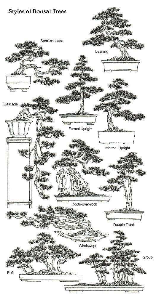 A beginners guide to bonsai bonsai tree types bonsai garden bonsai pruning
