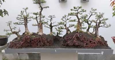 Bonsai exhibition â reflections â living imagesâ â the