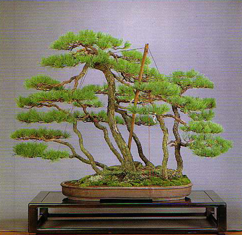 Bonsai bark promoting and expanding the bonsai universe page