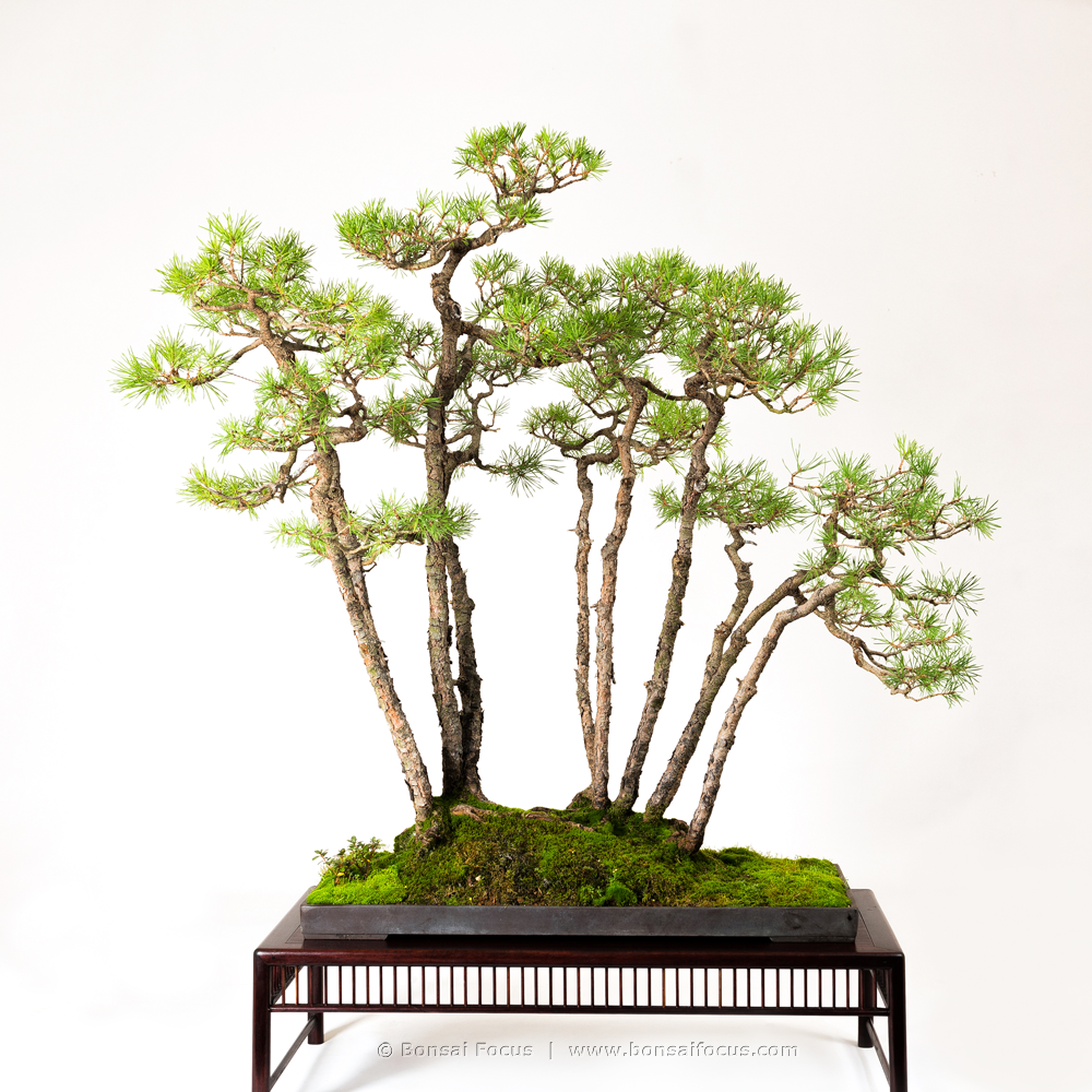 Ikadabuki â bonsai today