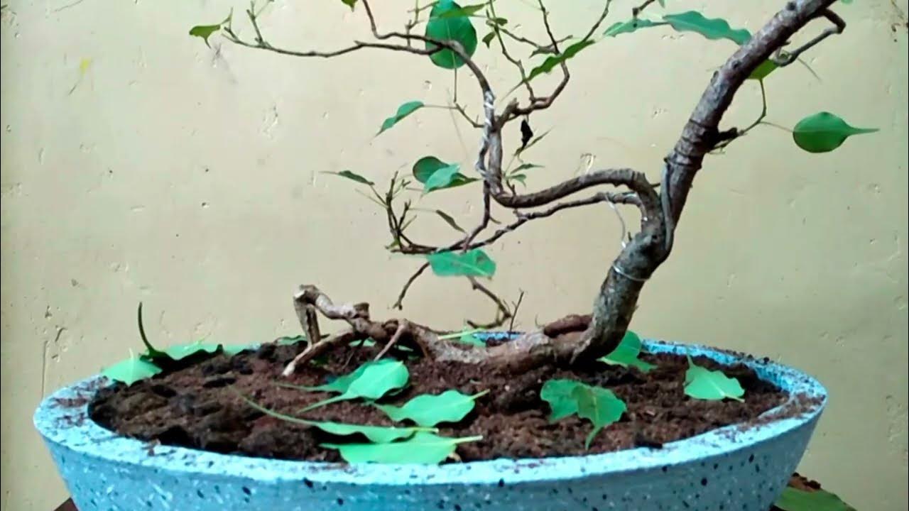 How to repot a ficus religiosa bonsai tree how to repot a plant and build plant ste