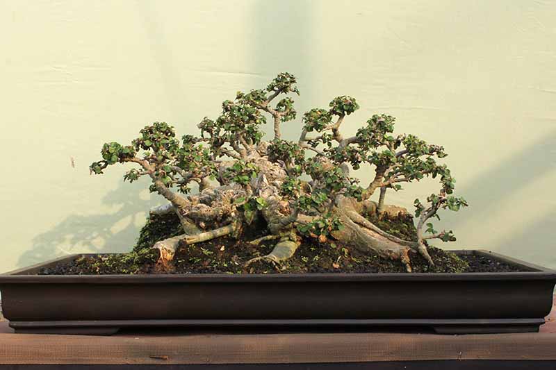 Introduction to bonsai tips for beginners gardeners path