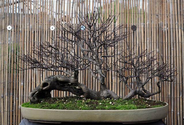 Naked japanese maple raft bonsai eejit