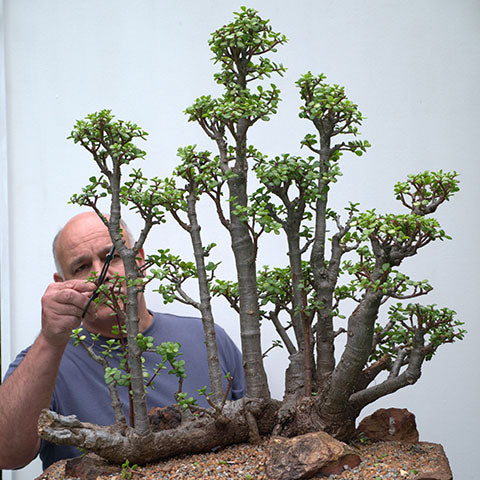 Portulacaria afra âthe underdogâ