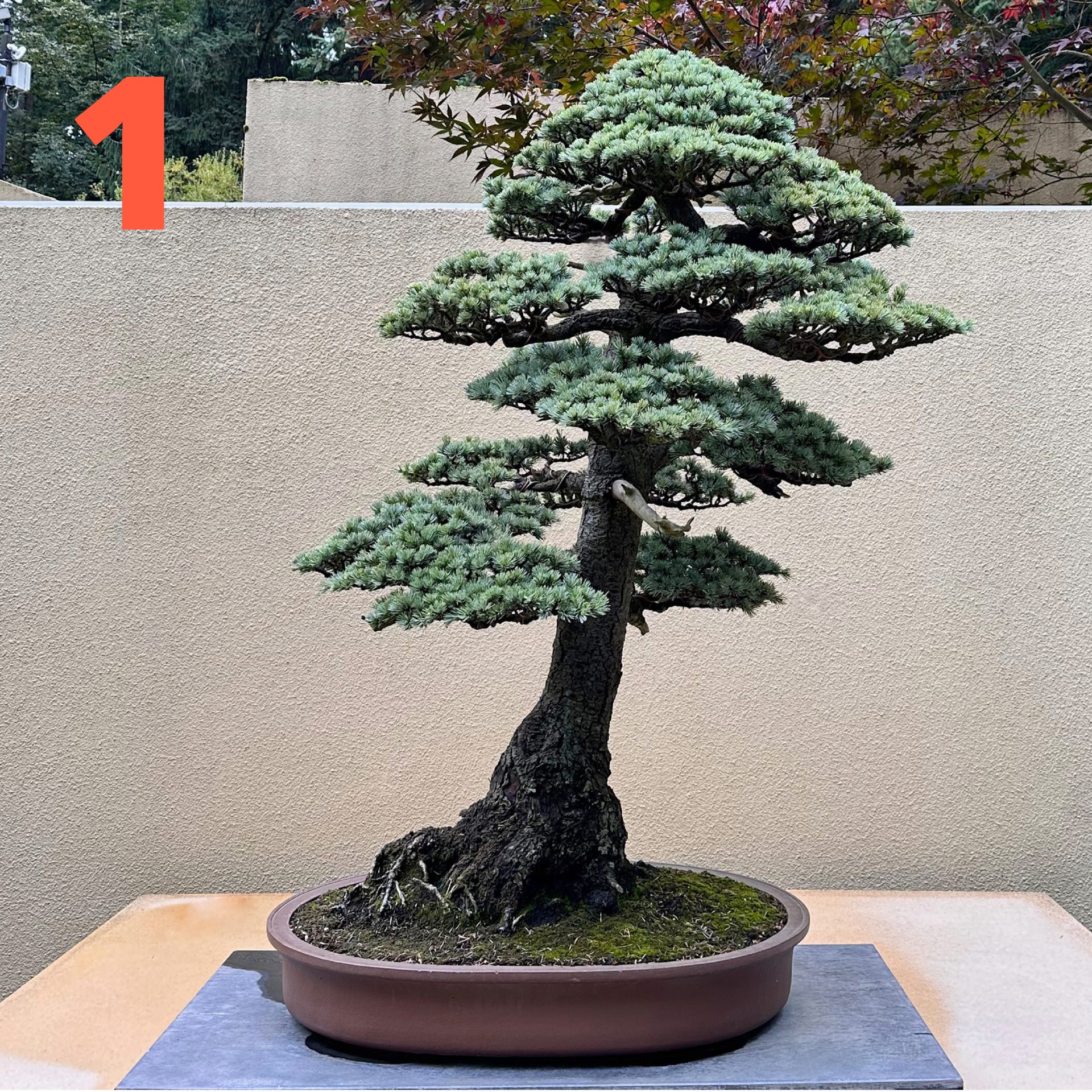 Befriend a bonsai pacific bonsai museum