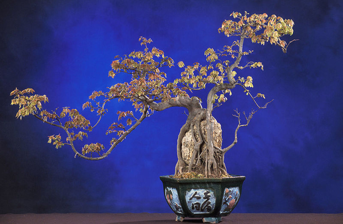 A beginners guide to bonsai