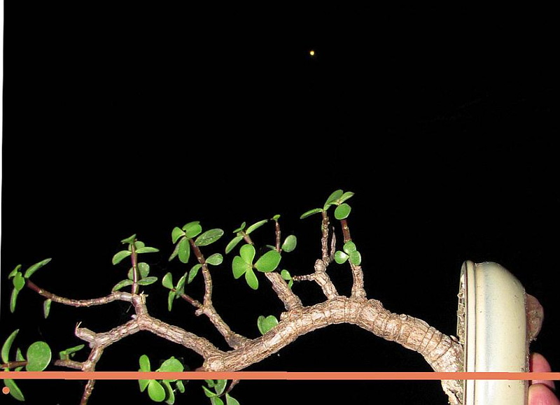 Starting a raft jade bonsai nut