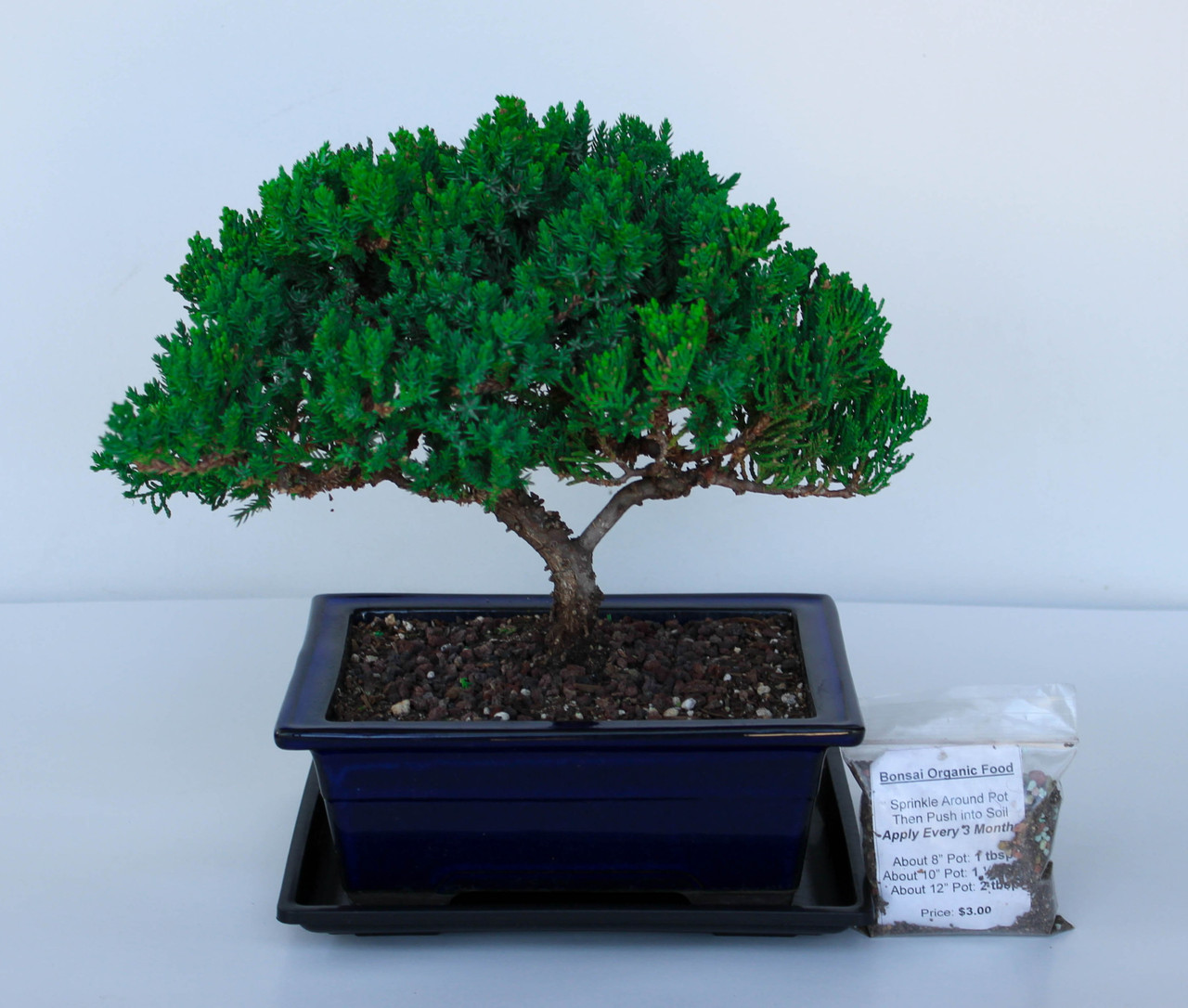 Procumbens nana juniper medium bonsai tree
