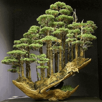 Bonsai the smallest trees on earth