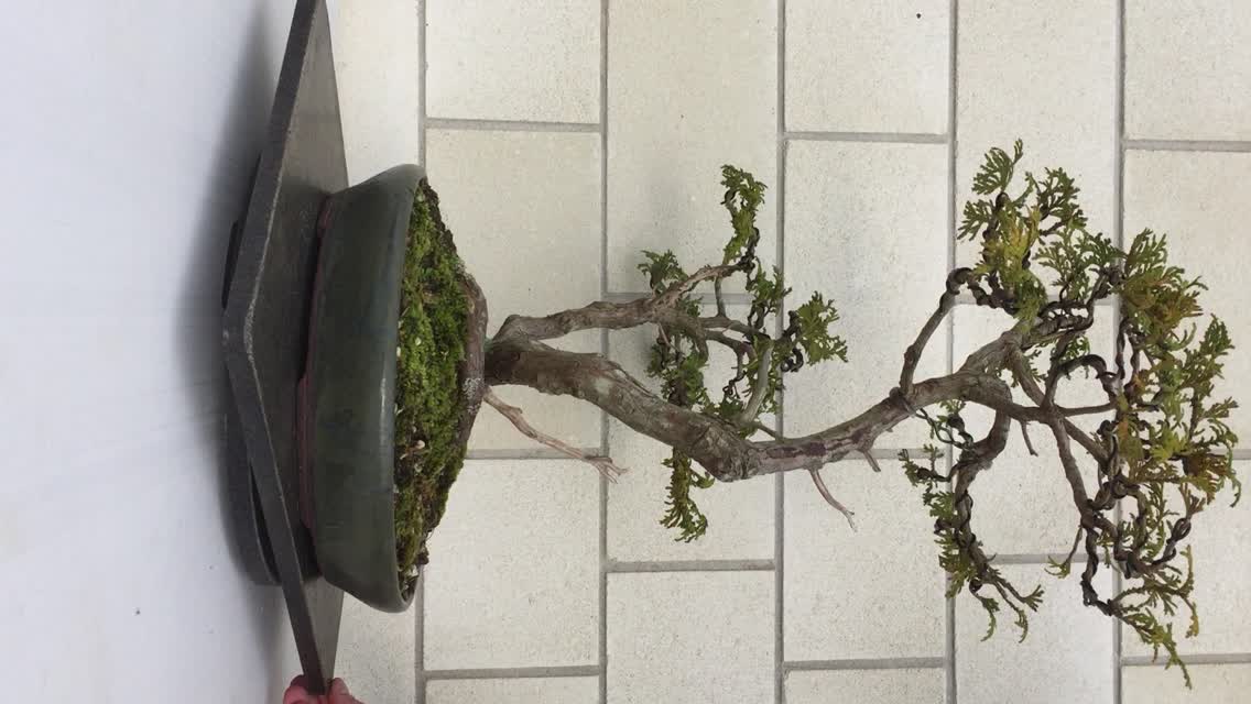 Bonsai creativity page