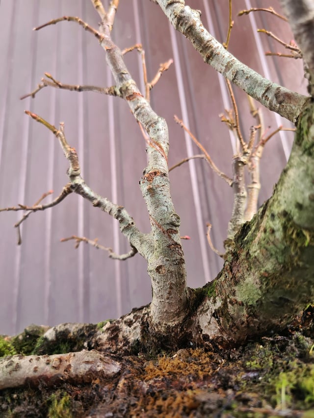 Its past halloween but heres my spooky linden raft bonsai rbonsai