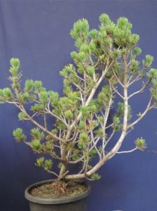 Bonsai sensation â page â bonsai nursery melbourne
