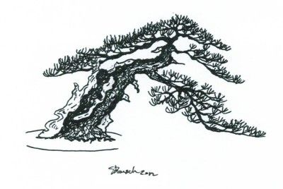 Bonsai styles slanting â shakan â colorado rocky mountain bonsai â suiseki