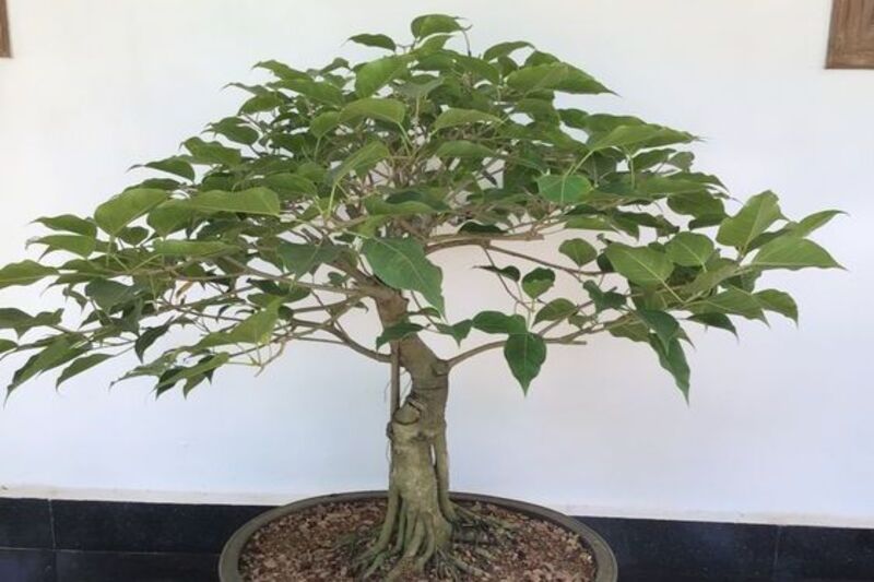 Bodhi tree bonsai a beautiful art of cultivating peace