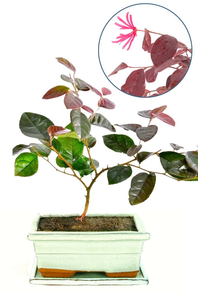 Small indoor flowering bonsai