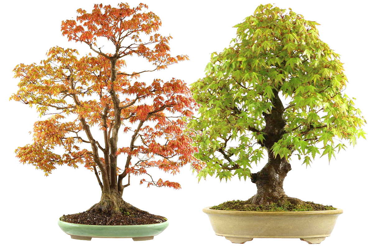Japanese maple bonsai care