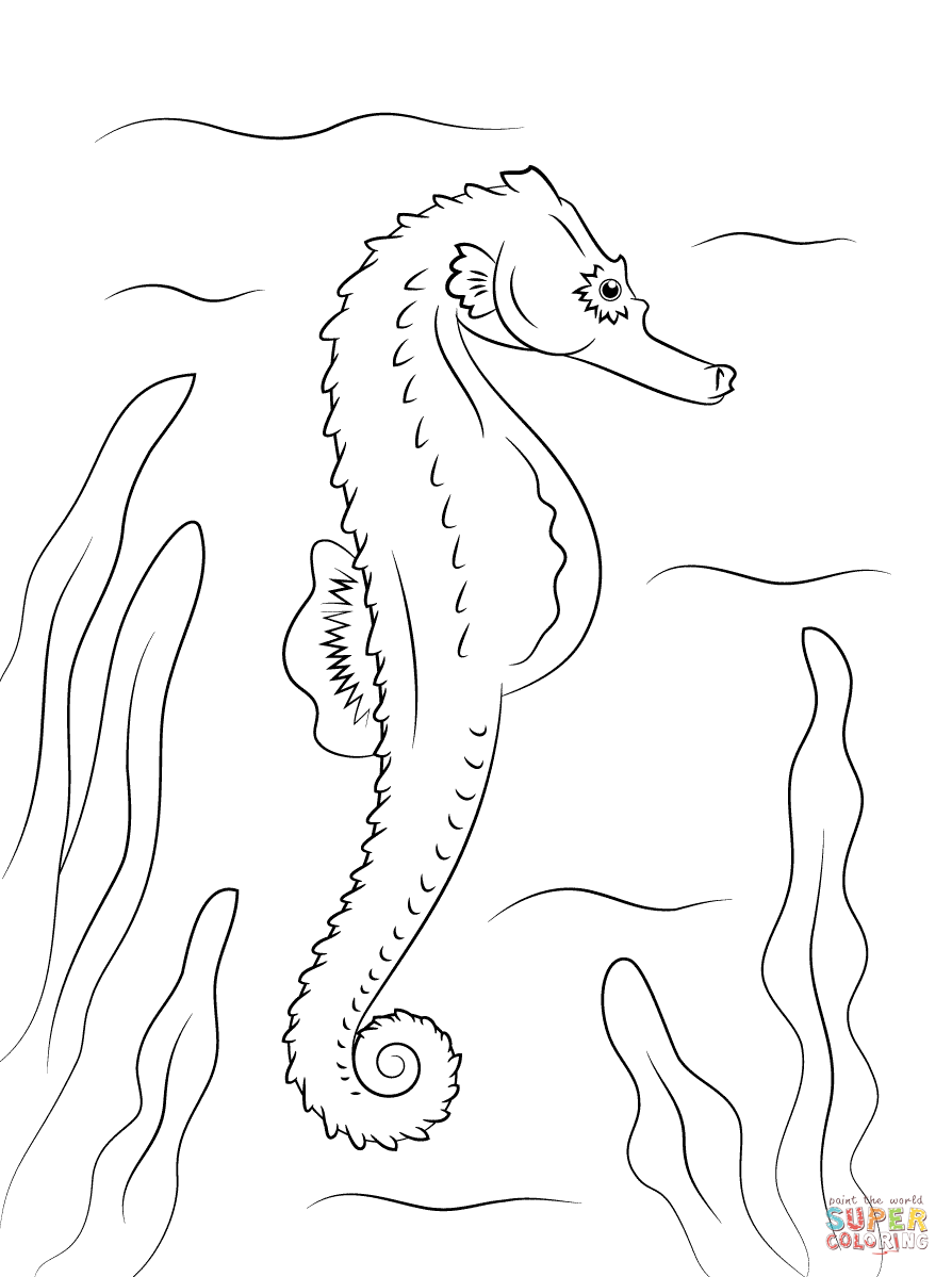 Seahorse coloring page free printable coloring pages