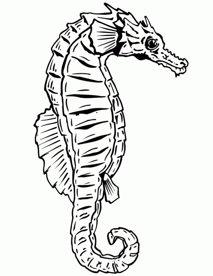Get this seahorse coloring pages free printable