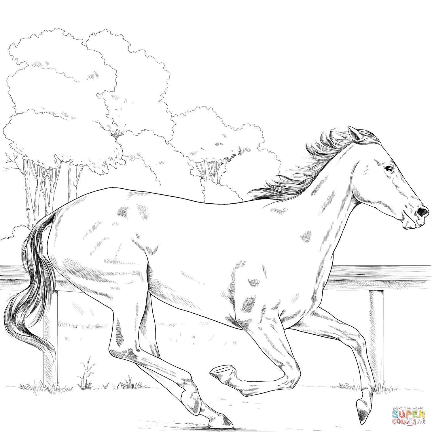 Thoroughbred horse coloring page free printable coloring pages