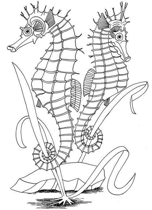 Seahorse coloring pages here are our collection of amazing seahorse coloring pages prinâ horse coloring pages free adult coloring pages ocean coloring pages