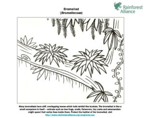 Bromeliad coloring page rainforest alliance