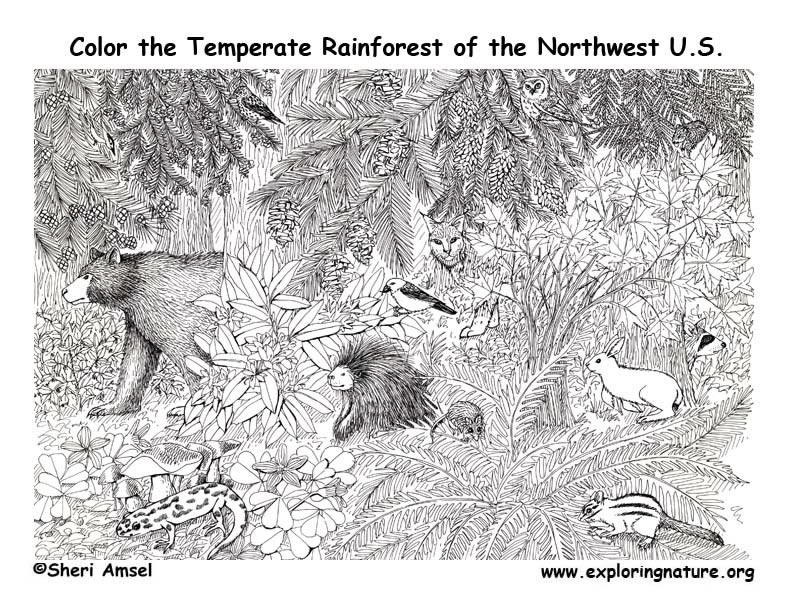 Pacific northwest animals temperate rainforest coloring page
