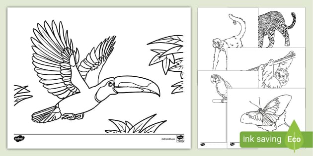 Rainforest loring activity