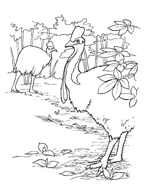 Rainforest coloring pages