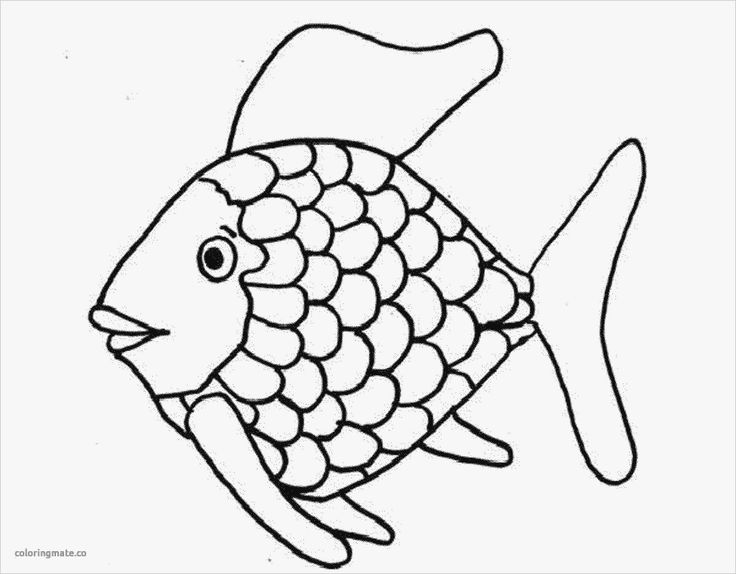 Explore collection of puffer fish drawing fish coloring page rainbow fish coloring page free coloring pages
