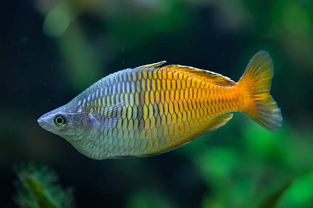 Rainbow fish stock photos pictures royalty