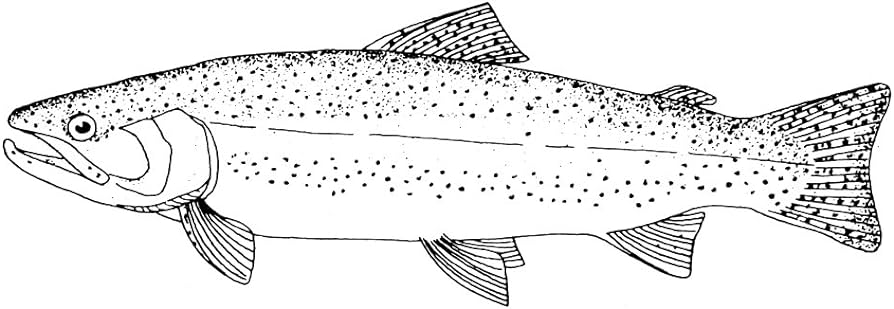 Rainbow trout nline engraving poster print by x posters prints