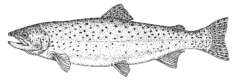 Rainbow trout and steelhead