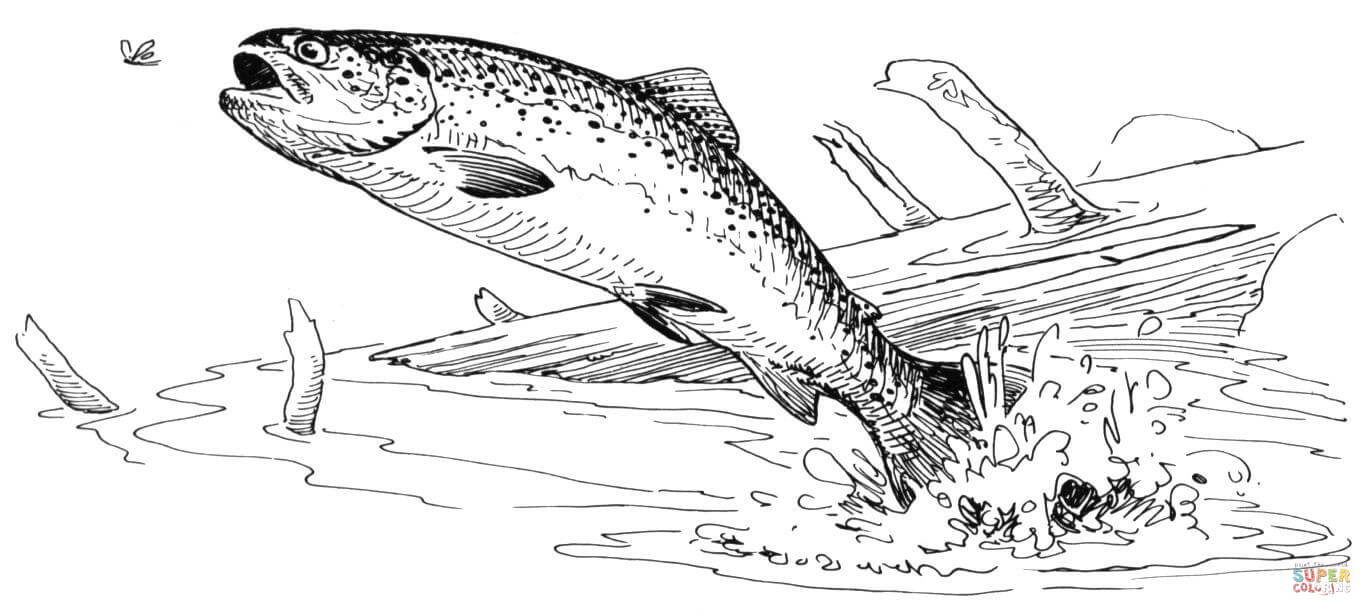 Rainbow trout jumping out of water coloring page free printable coloring pages