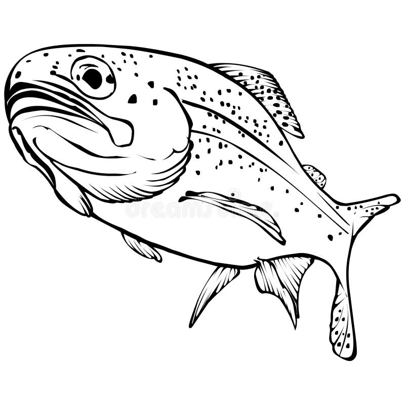 Rainbow trout stock illustrations â rainbow trout stock illustrations vectors clipart