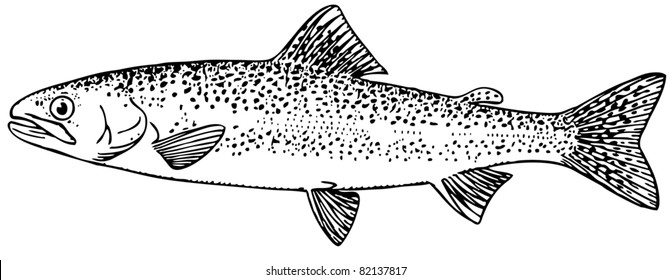 Fish rainbow trout stock vector royalty free