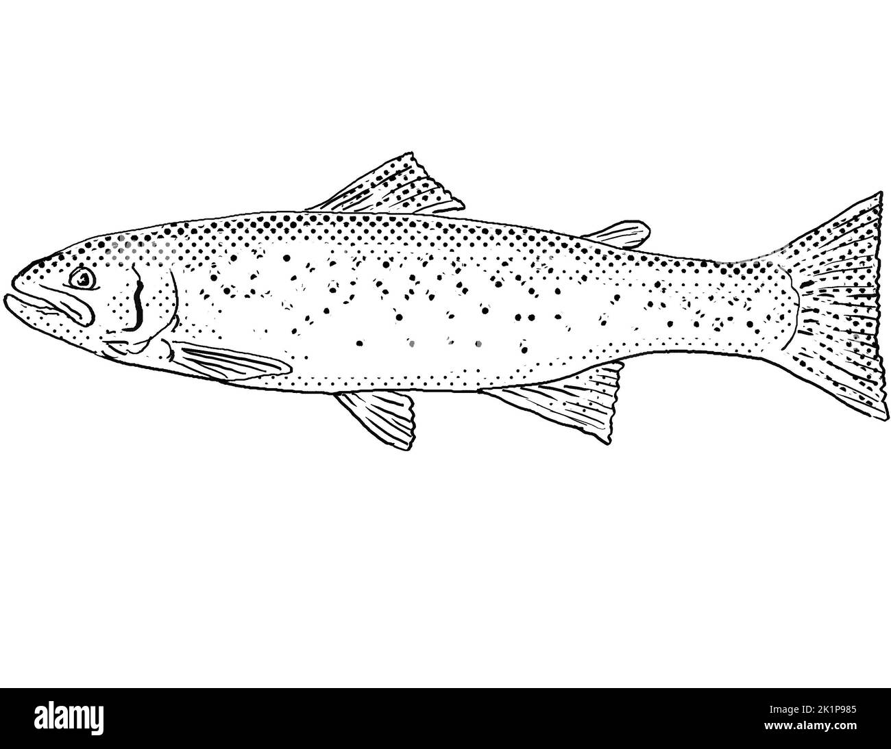 Rainbow trout black and white stock photos images