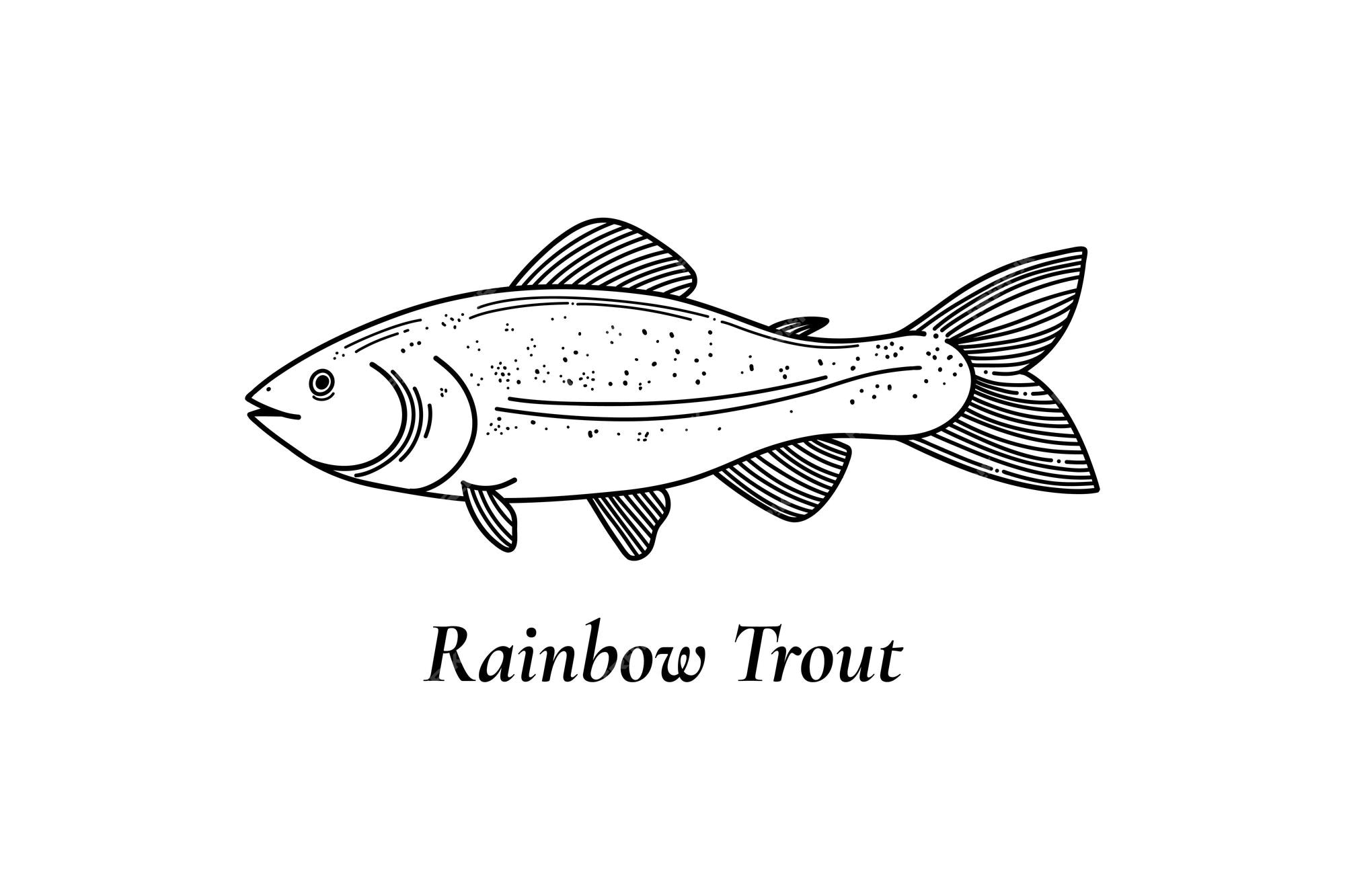 Premium vector rainbow trout vector illustration black and white sketch isolated on white background