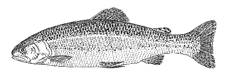 Rainbow trout and steelhead
