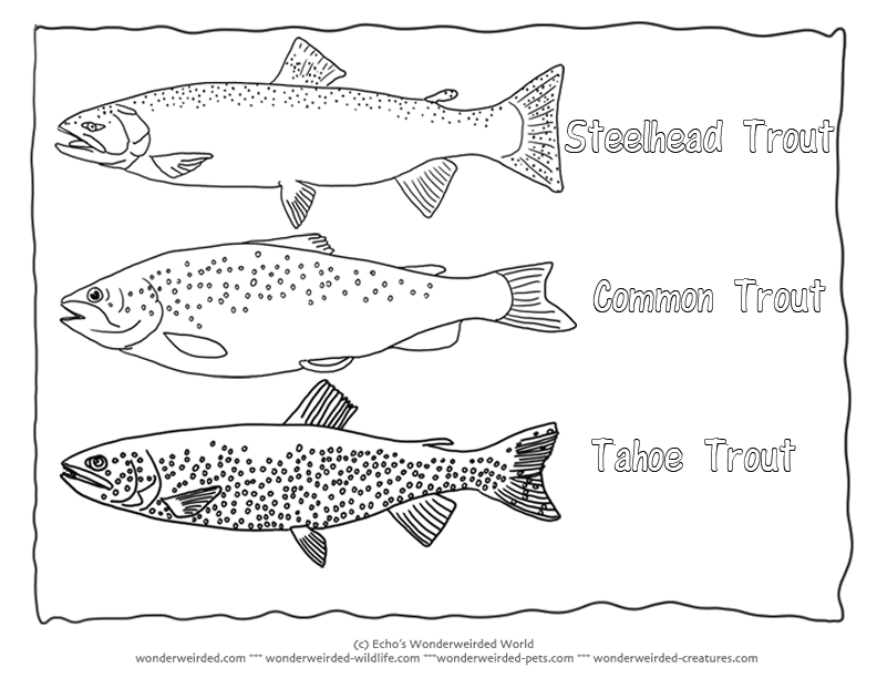 Rainbow trout coloring pages