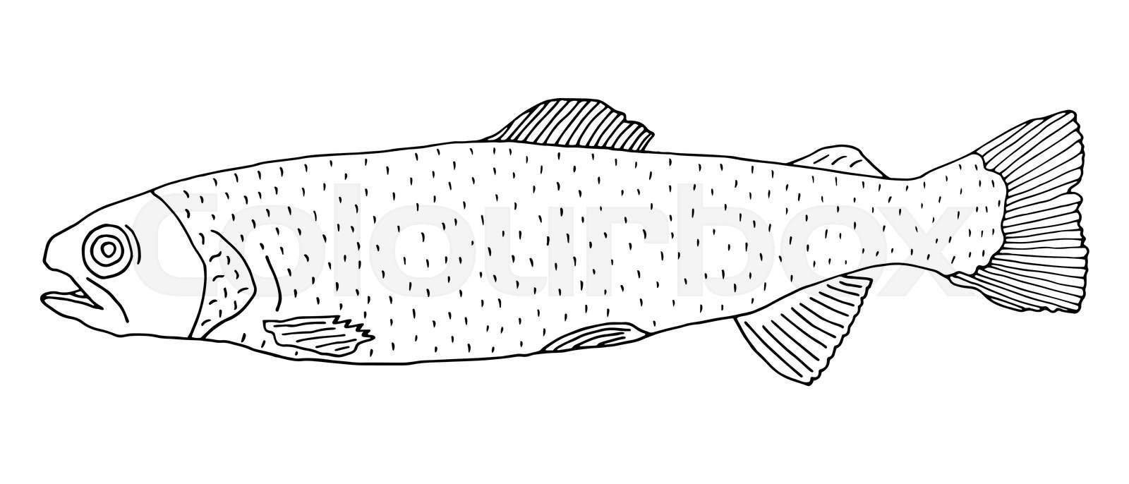 Rainbow trout fish hand drawn isolated black and white contour of fish vector illustration stock vector