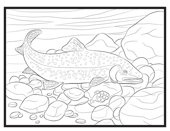 Trout single coloring page instant download