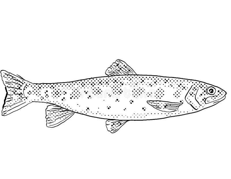 Athabasca rainbow trout or oncorhynchus freshwater fish cartoon drawing stock illustration