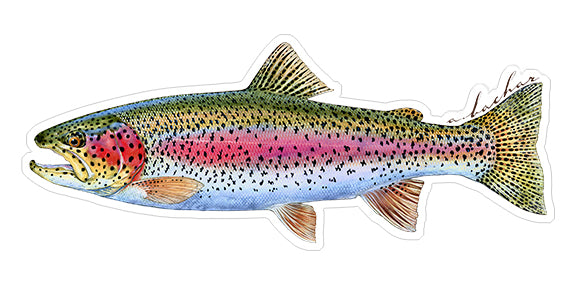 Rainbow trout