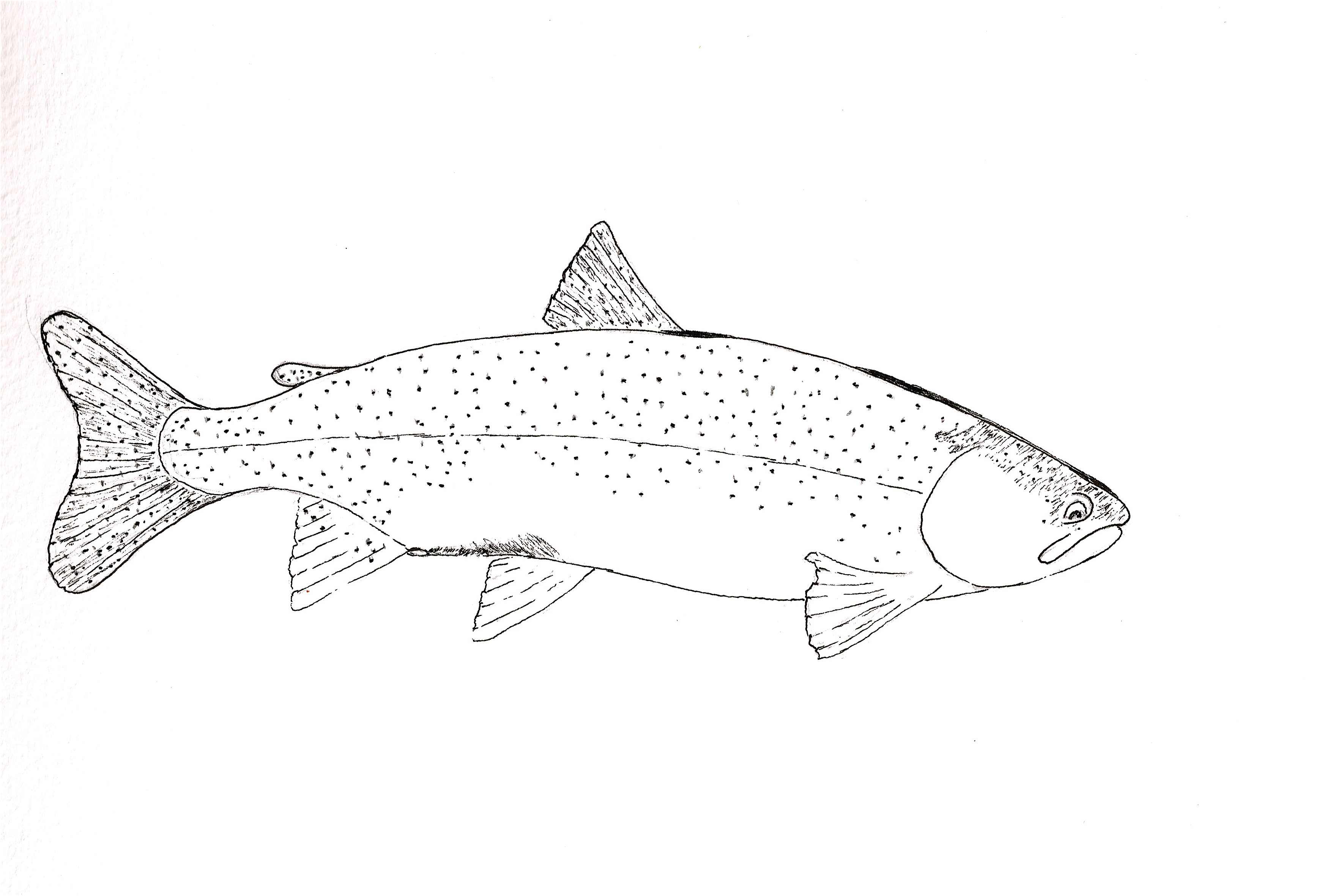 Mckenzie river rainbow fishing