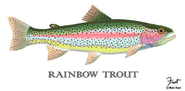 Rainbow trout art print by mark frost