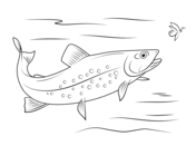 Trouts coloring pages free coloring pages