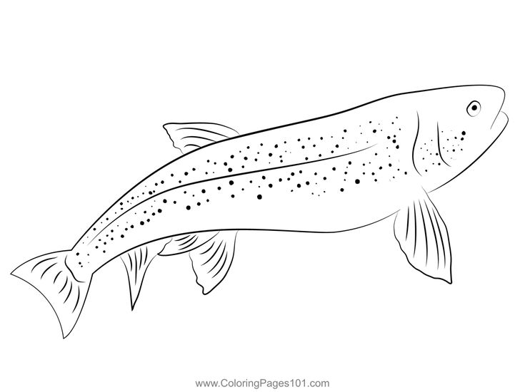 Lahontan cutthroat trout coloring page coloring pages cutthroat trout coloring pages for kids