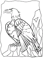 Rainforest animals coloring pages