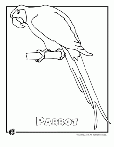 Endangered animals coloring pages animals from north america the rainforest the ocean woo jr kids activities childrens publishing