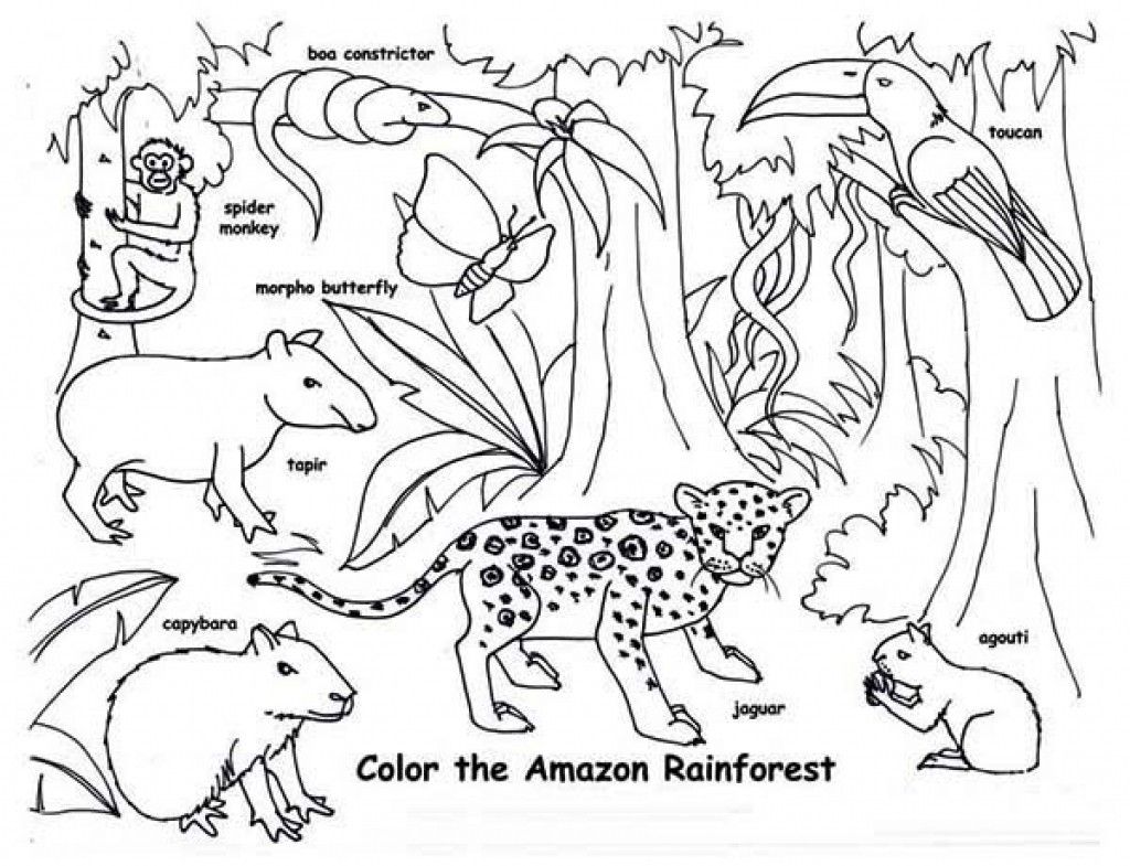 Tropical rainforest animal colouring pages jungle coloring pages amazon rainforest animals rainforest animals
